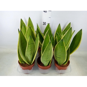 Sansevieria trifa.   ...