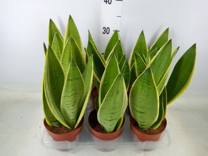 <h4>Sansevieria trifa.   ...</h4>