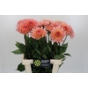 Dahlia Charleroi