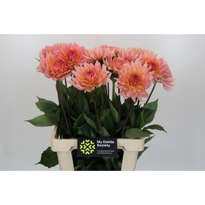 Dahlia Charleroi