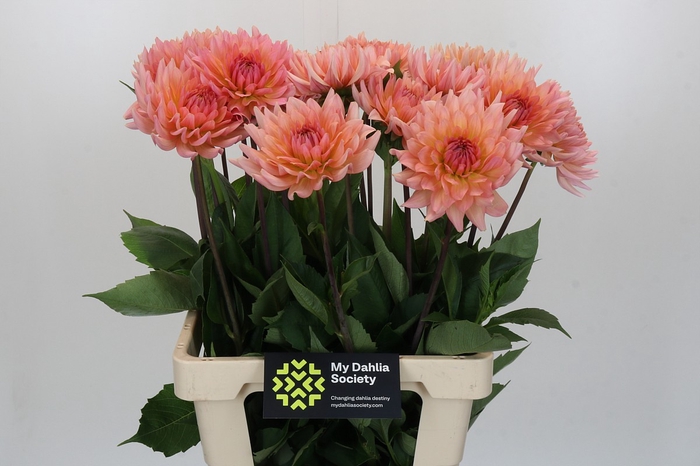 Dahlia Charleroi
