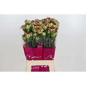 Dianthus St Extravaganza