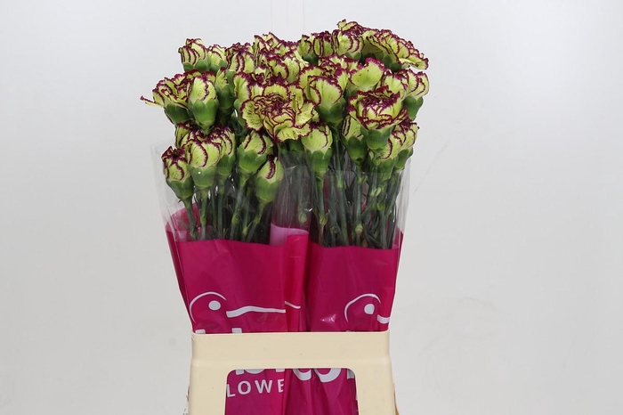 <h4>Dianthus St Extravaganza</h4>