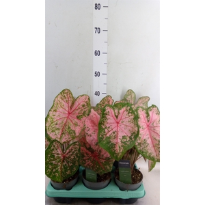 Caladium   ...