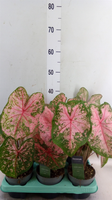 <h4>Caladium   ...</h4>