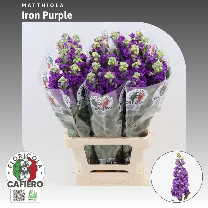 <h4>MATTH IRON PURPLE</h4>