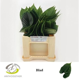 Anthurium   ...blad