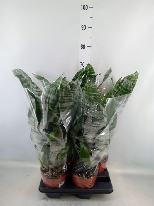 <h4>Aechmea fasciata 'Primera'</h4>