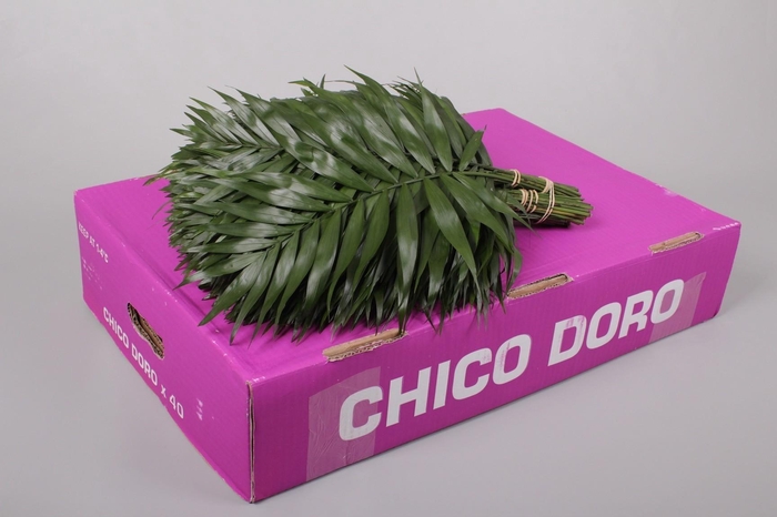 <h4>Chico Doro (air)</h4>