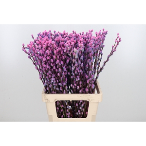 Salix Katjes Kl Bh Bubblegum