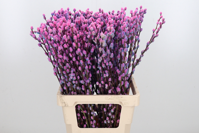<h4>Salix Katjes Kl Bh Bubblegum</h4>