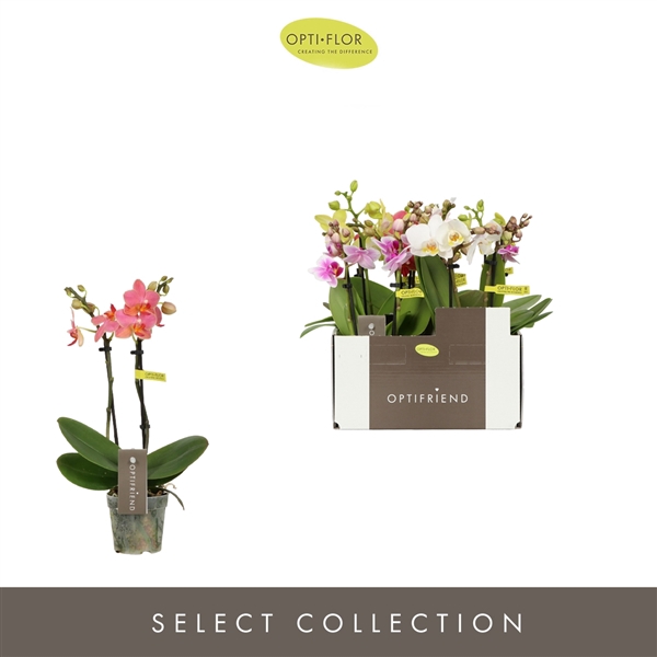 <h4>Phalaenopsis Multifloratypes gemengd 5 kleuren</h4>