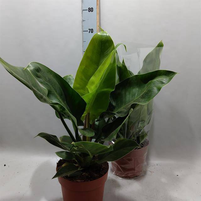 <h4>PHIL IMPERIAL GREEN</h4>