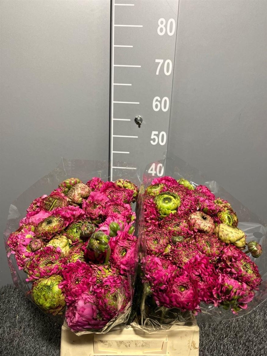 <h4>Ran Pon-pon Malva</h4>