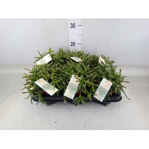 Rhipsalis baccifera 'Oasis'