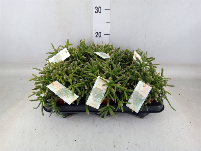 <h4>Rhipsalis baccifera 'Oasis'</h4>