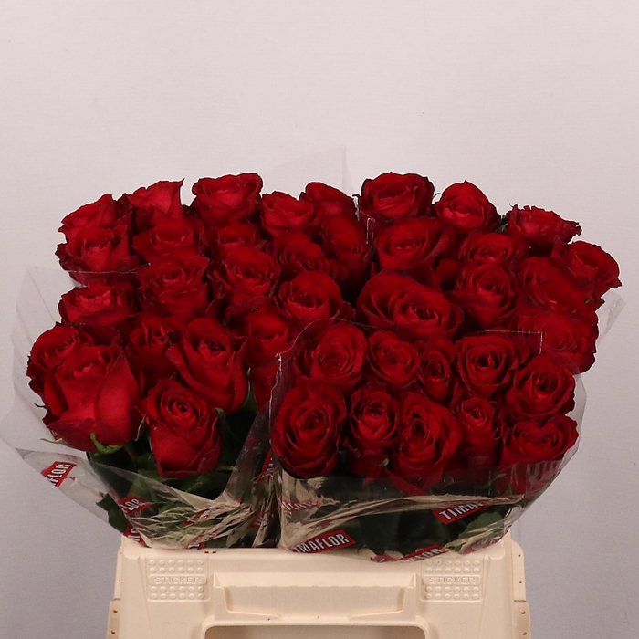 <h4>R GR MADAM RED</h4>