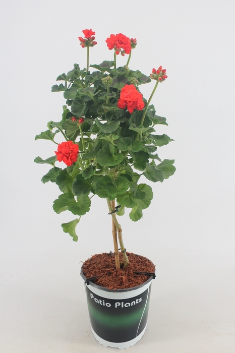Pelargonium Rood op stam