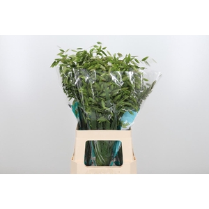Chasmanthium Latifol