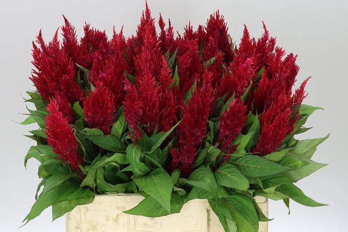 <h4>Celosia P Century Red</h4>