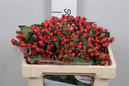 <h4>Hyp Mag Triumph</h4>