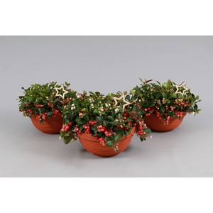 Gaultheria Big Berry Keramiek Terracota  + Steker