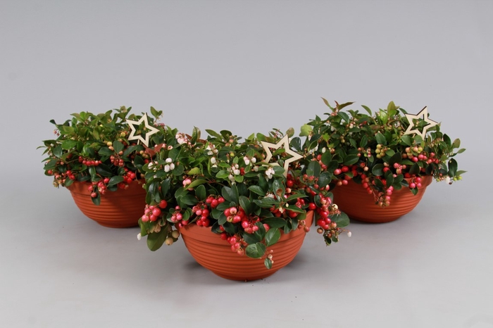 <h4>Gaultheria Big Berry Keramiek Terracota  + Steker</h4>