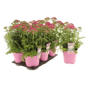 Achillea Milly Rock Rose
