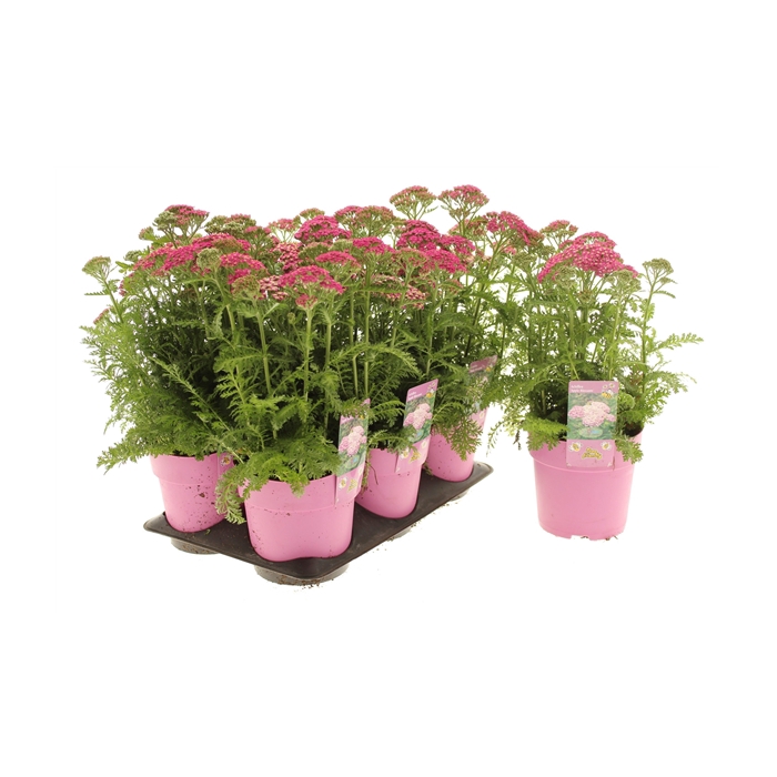 <h4>Achillea Milly Rock Rose</h4>