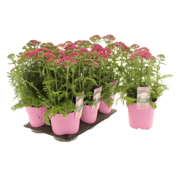 Achillea Milly Rock Rose
