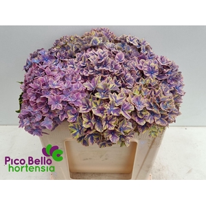 HYDRANGEA  'SAMURAI'
