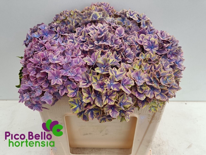 <h4>HYDRANGEA  'SAMURAI'</h4>