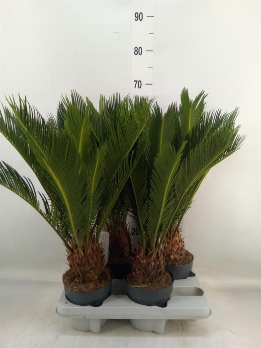 <h4>Cycas revoluta</h4>