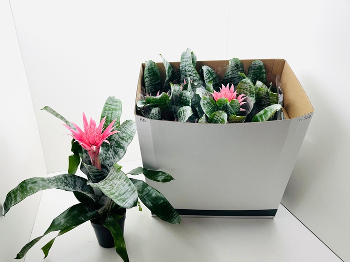 <h4>AECH FAS PRIMERA</h4>