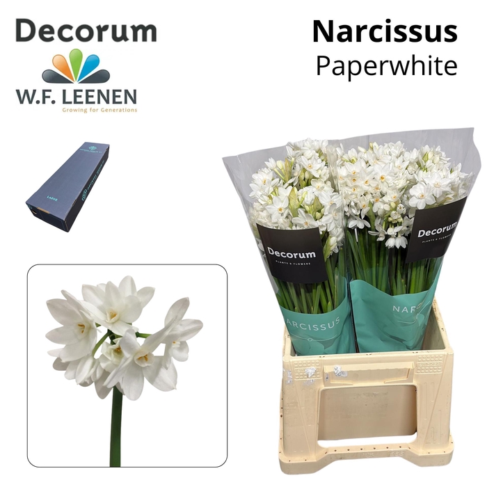 <h4>Narcissus Paperwhite Large Box 300</h4>