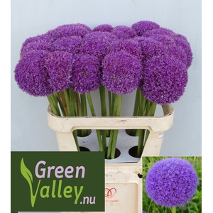 ALLIUM GIGANTEUM