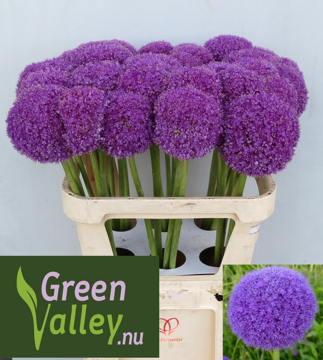 <h4>ALLIUM GIGANTEUM</h4>