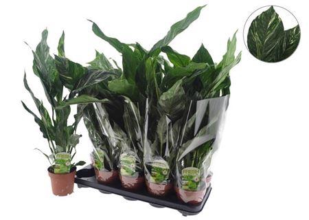 Spath Diamond Bontbladig