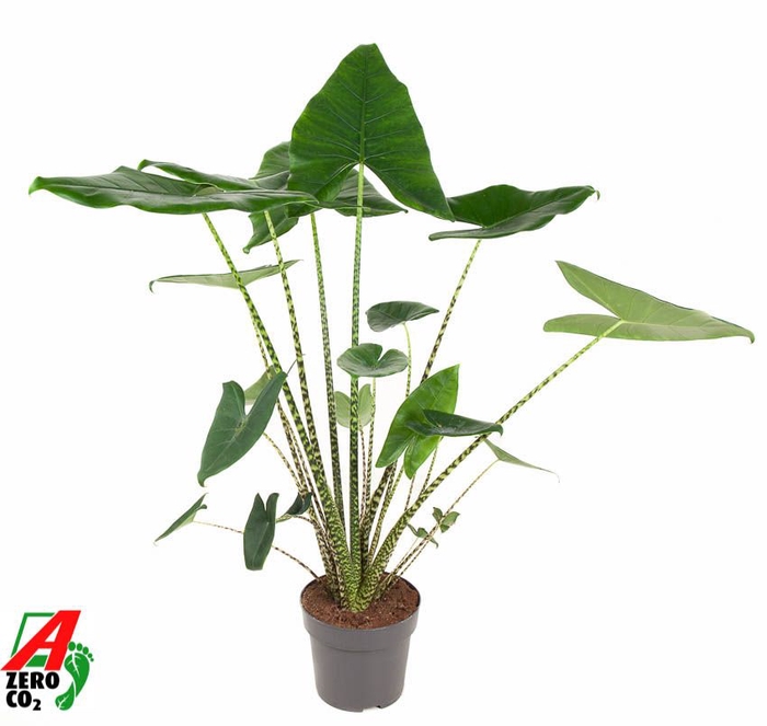 <h4>Alocasia Zebrina</h4>