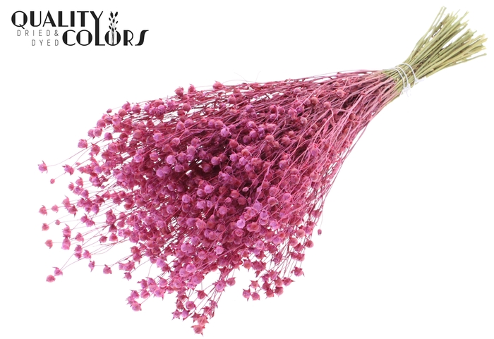 <h4>Lino Vlas p/bunch in poly Frosted Cerise</h4>