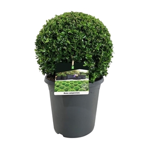 Buxus sempervirens