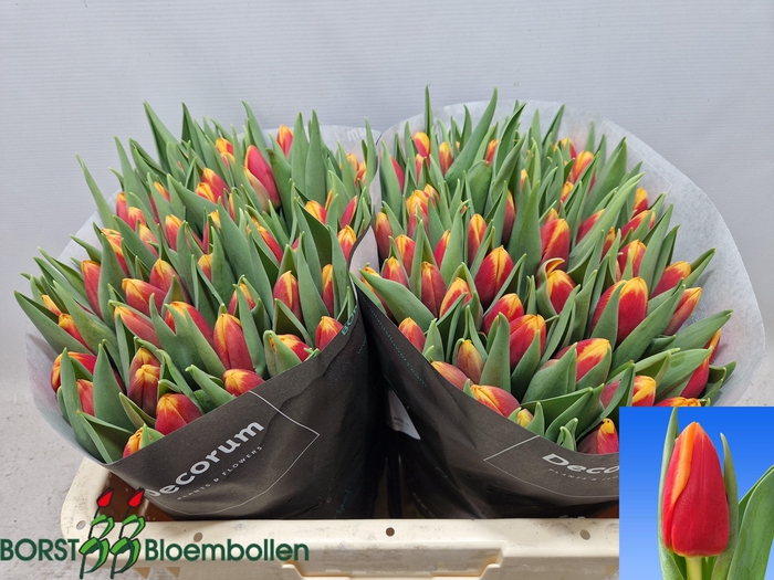 <h4>TU EN SPIRIT</h4>