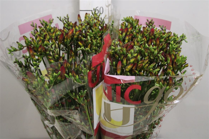 <h4>Fr En Red Passion</h4>
