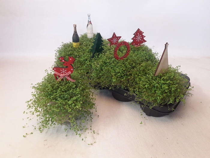 <h4>SOLEI SOL GROEN</h4>