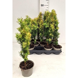TAXUS BA FAST ROBUST