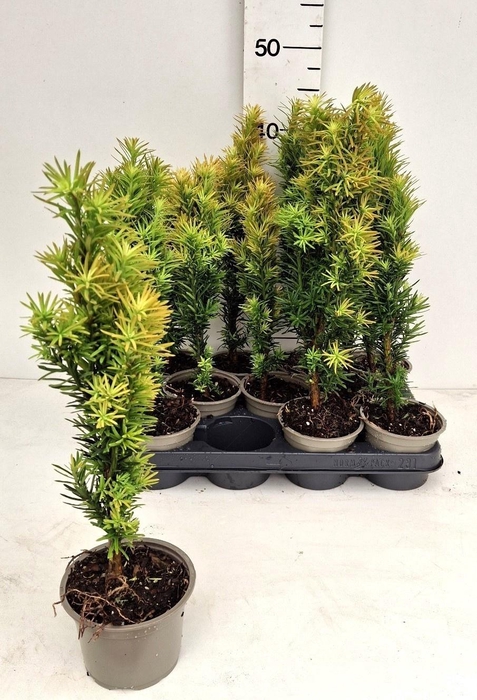 <h4>TAXUS BA FAST ROBUST</h4>