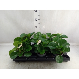 Peperomia