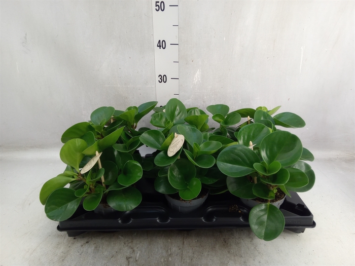 Peperomia