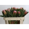 Protea Susara