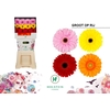 GE GR GERBERA OP RIJ Diamond x45